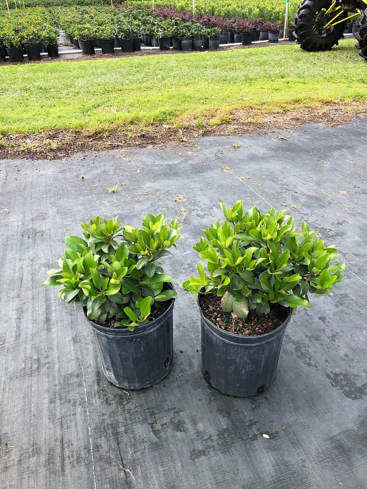 rhaphiolepis-indica-indian-hawthorn