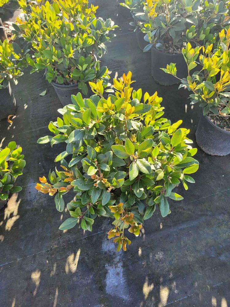 rhaphiolepis-indica-indian-hawthorn