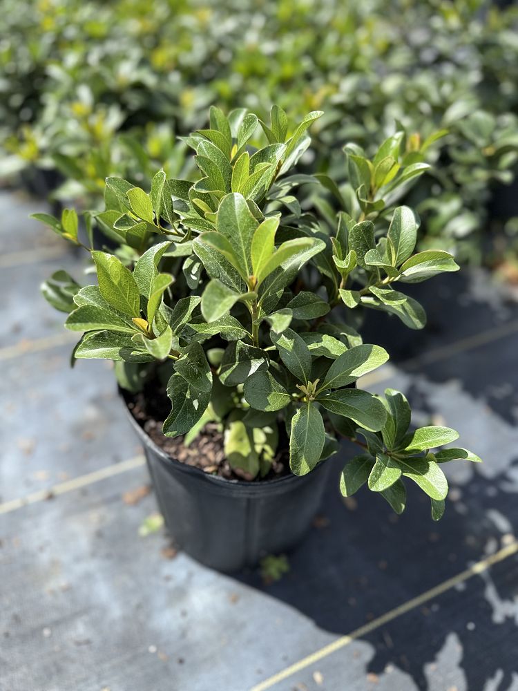 rhaphiolepis-indica-indian-hawthorn