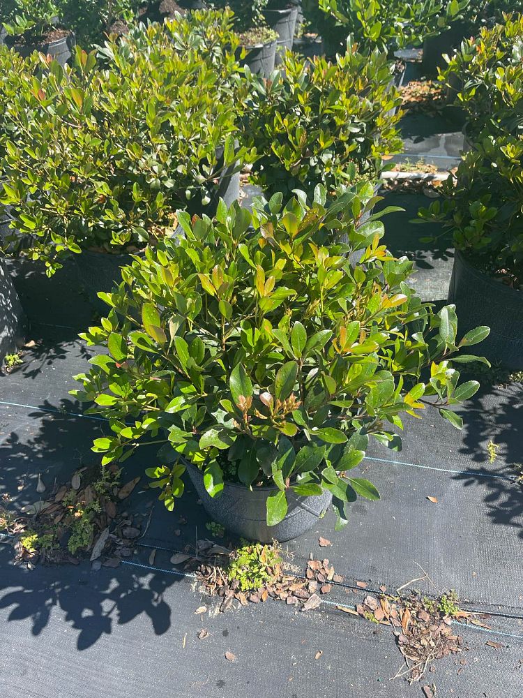 rhaphiolepis-indica-indian-hawthorn