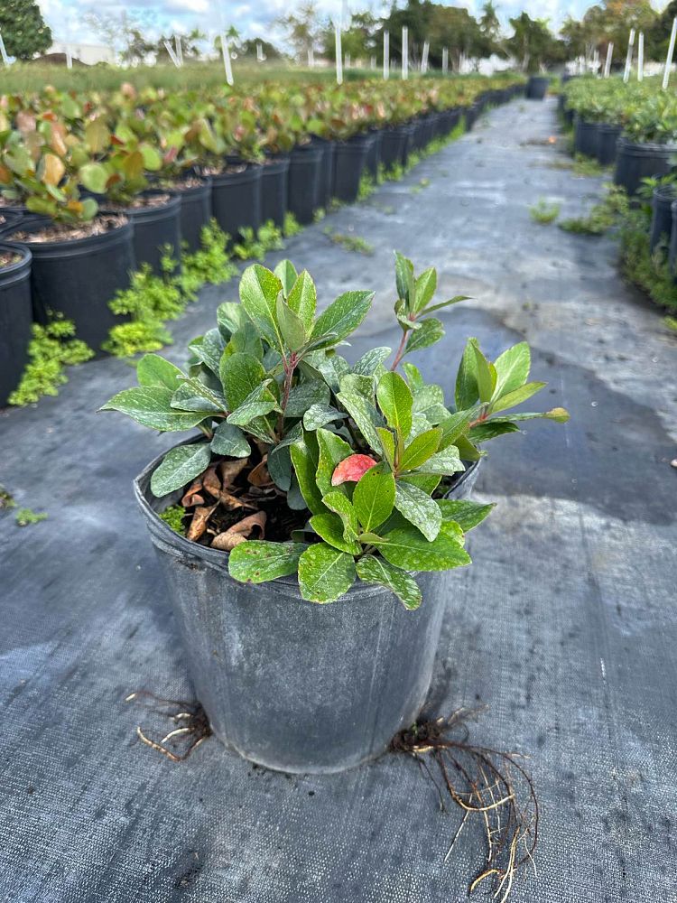 rhaphiolepis-indica-indian-hawthorn