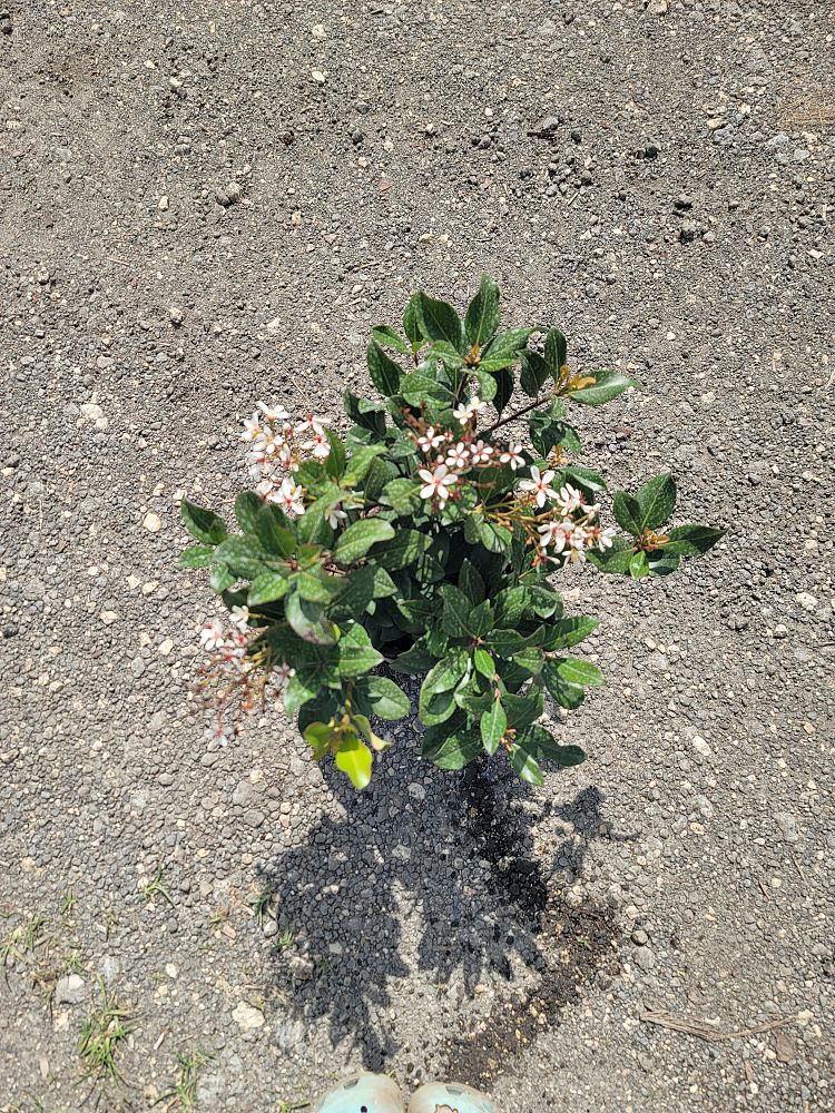 rhaphiolepis-indica-indian-hawthorn