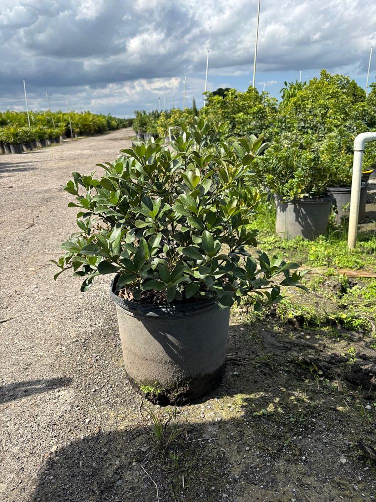 rhaphiolepis-indica-indian-hawthorn