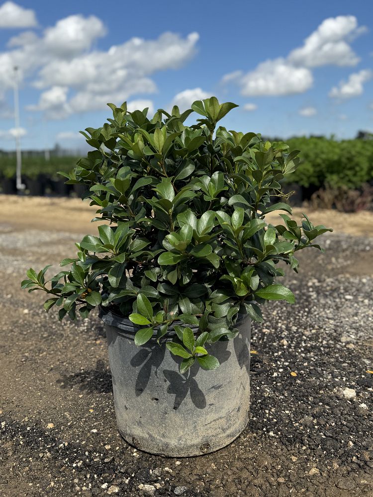 rhaphiolepis-indica-indian-hawthorn