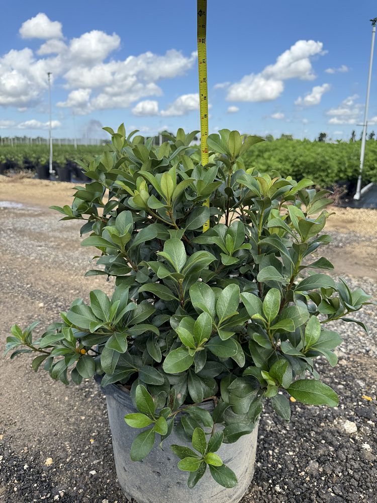 rhaphiolepis-indica-indian-hawthorn