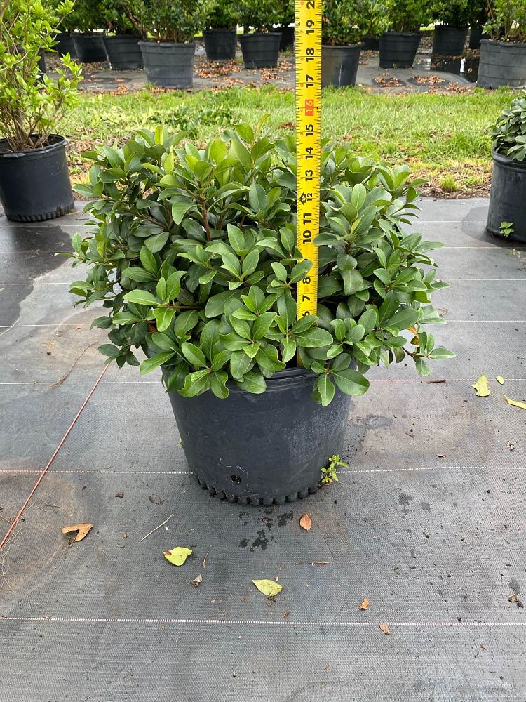 rhaphiolepis-indica-indian-hawthorn