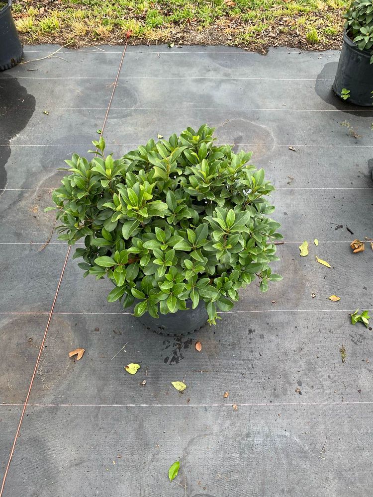 rhaphiolepis-indica-indian-hawthorn