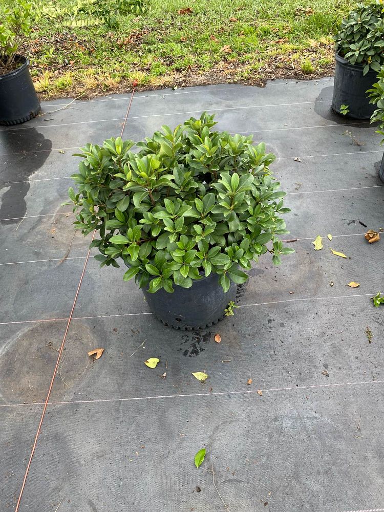 rhaphiolepis-indica-indian-hawthorn