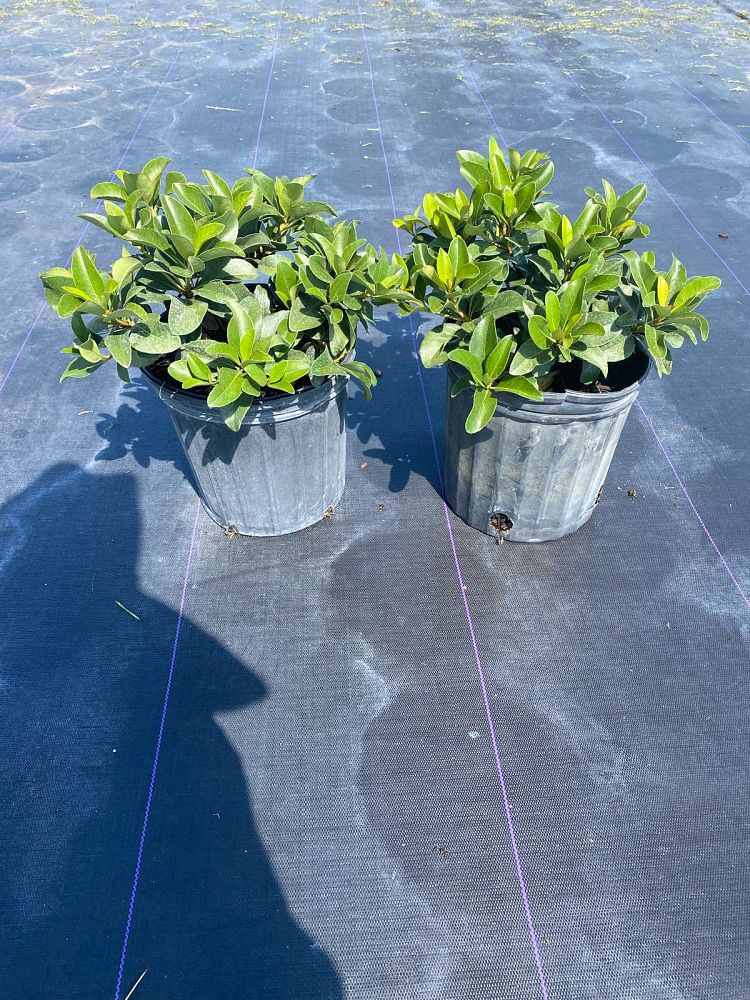 rhaphiolepis-indica-indian-hawthorn