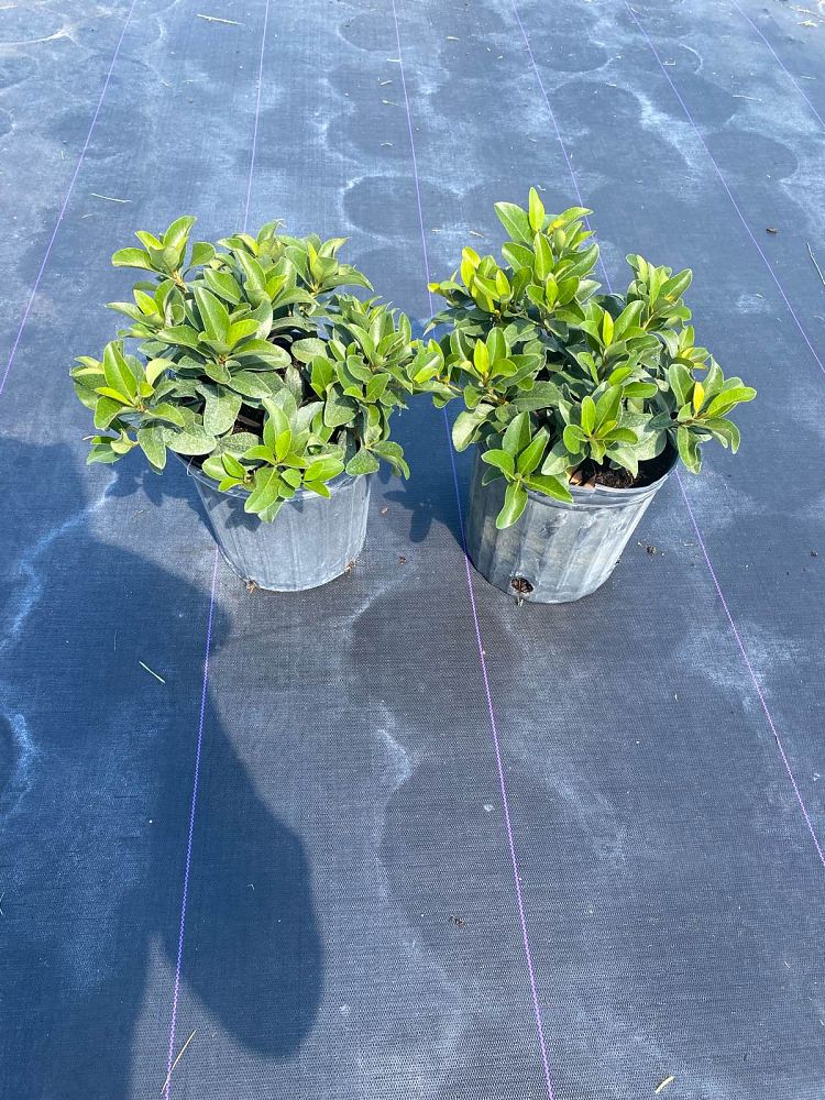 rhaphiolepis-indica-indian-hawthorn