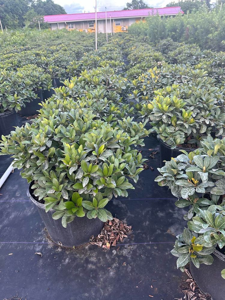 rhaphiolepis-indica-indian-hawthorn