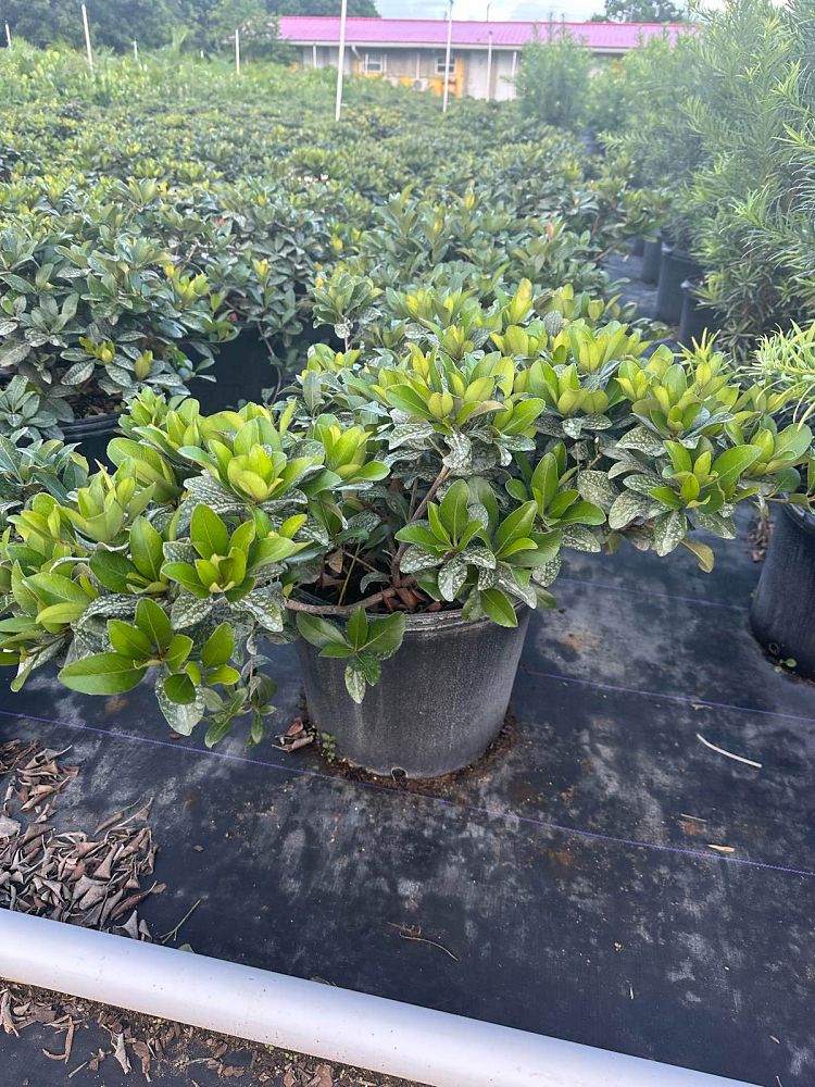rhaphiolepis-indica-indian-hawthorn