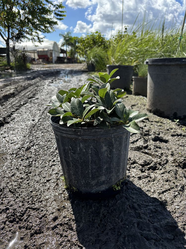 rhaphiolepis-indica-indian-hawthorn