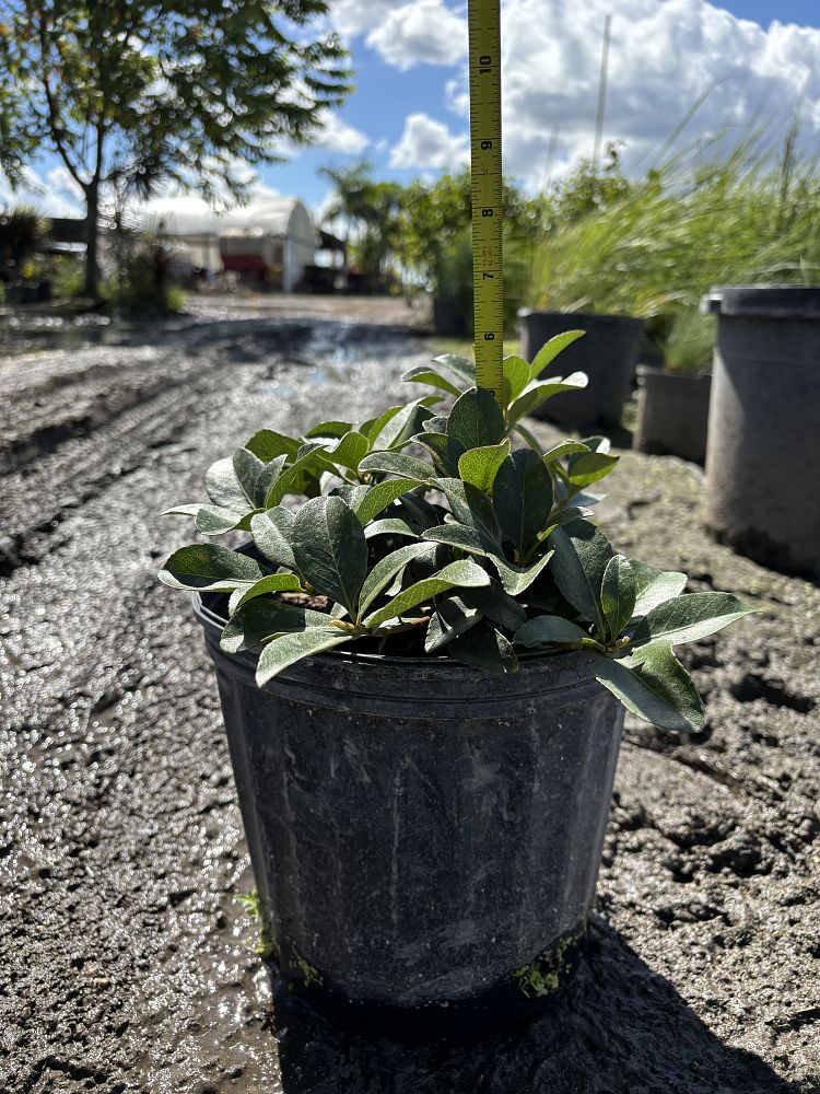 rhaphiolepis-indica-indian-hawthorn