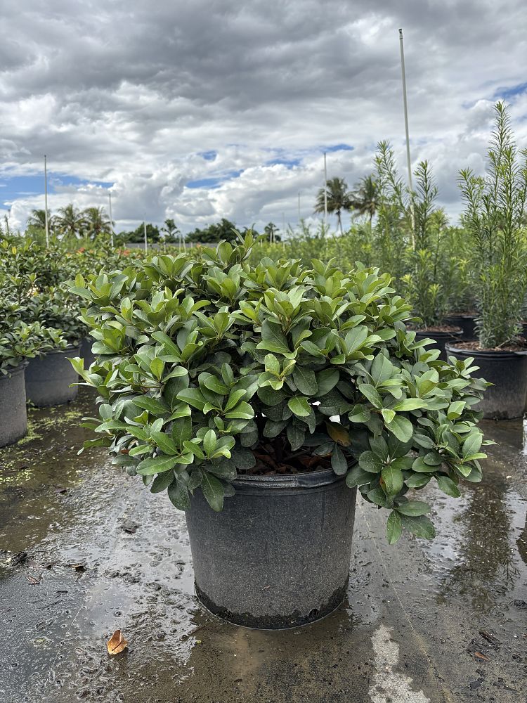 rhaphiolepis-indica-indian-hawthorn