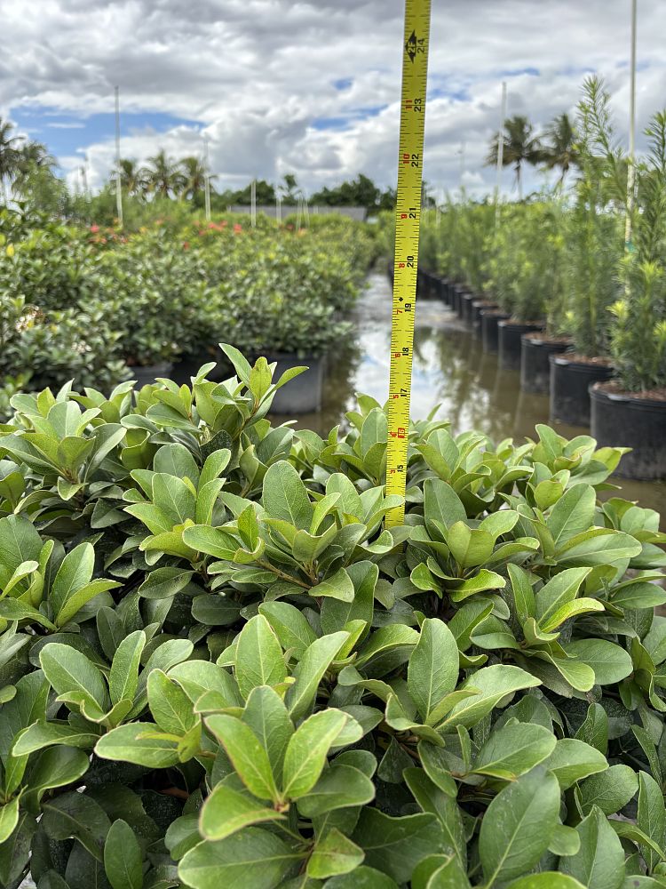 rhaphiolepis-indica-indian-hawthorn