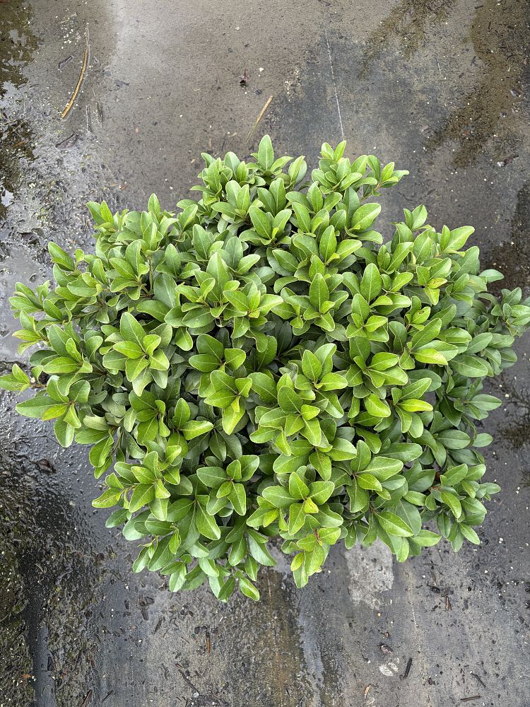 rhaphiolepis-indica-indian-hawthorn