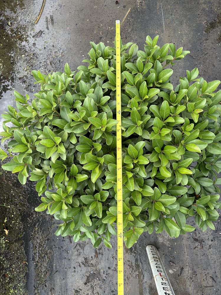 rhaphiolepis-indica-indian-hawthorn