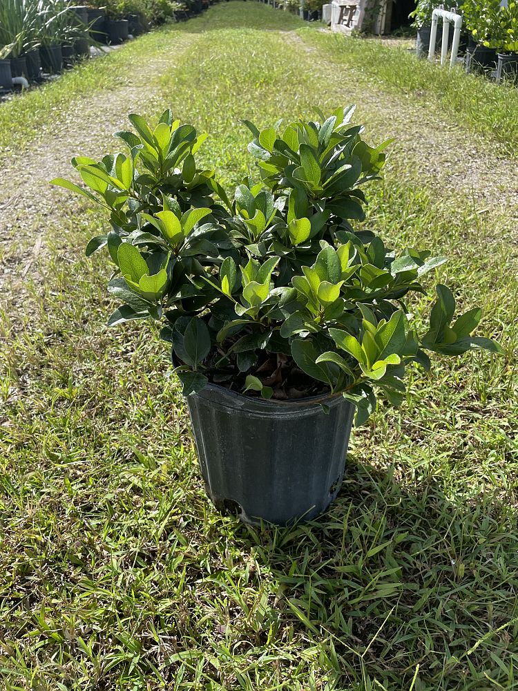 rhaphiolepis-indica-indian-hawthorn