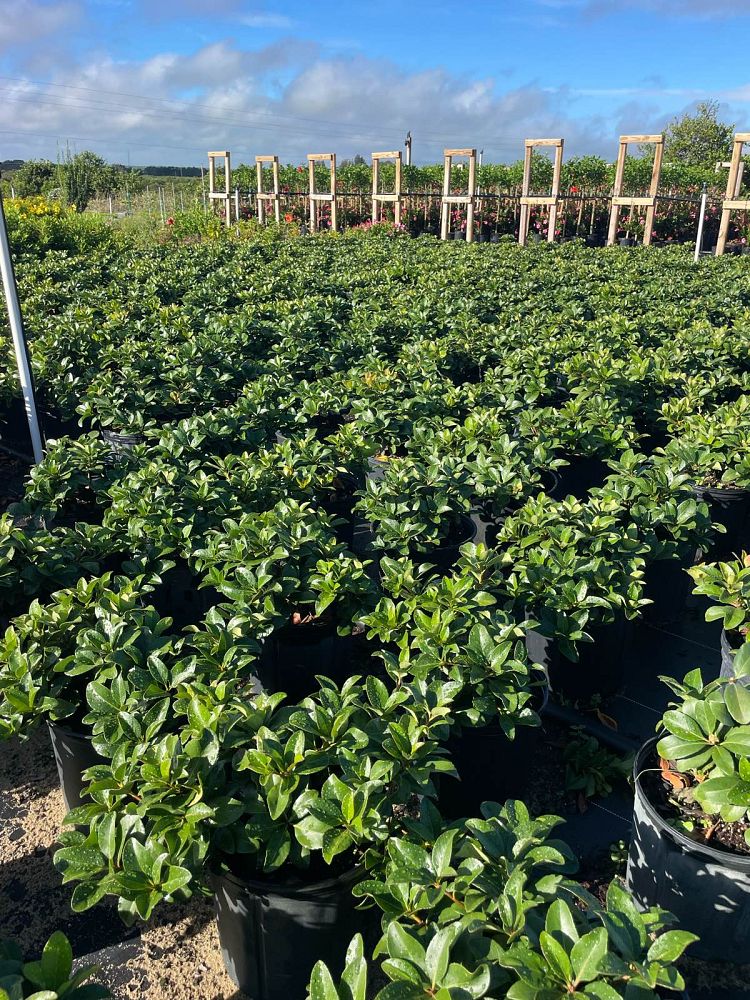 rhaphiolepis-indica-indian-hawthorn