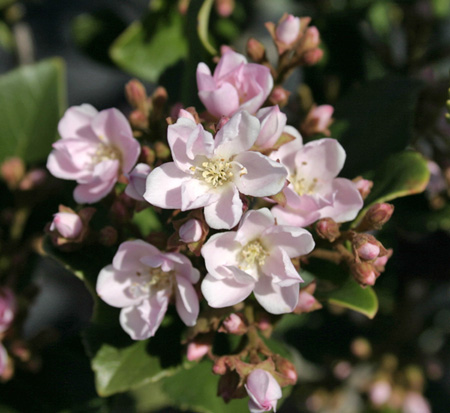 rhaphiolepis-indica-indian-princess-indian-hawthorn