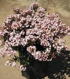 rhaphiolepis-indica-pink-dancer-indian-hawthorn