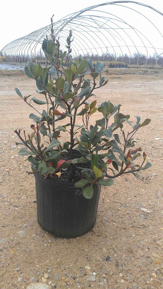 rhaphiolepis-indica-pink-lady-indian-hawthorn