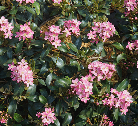 rhaphiolepis-indica-smnrics-indian-hawthorn-la-vida-mas