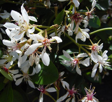 rhaphiolepis-indica-snow-white-indian-hawthorn