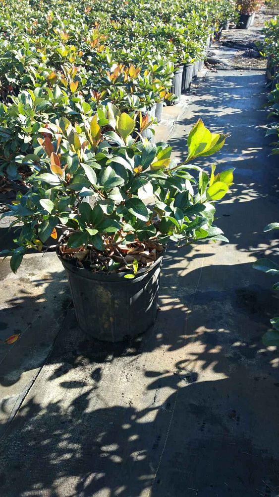 rhaphiolepis-indica-snow-white-indian-hawthorn
