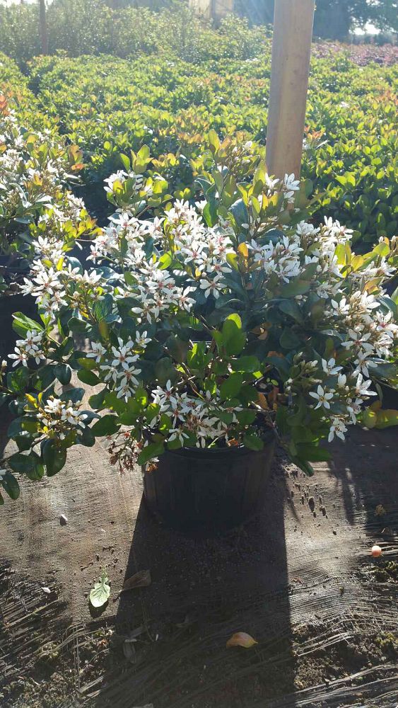 rhaphiolepis-indica-snow-white-indian-hawthorn