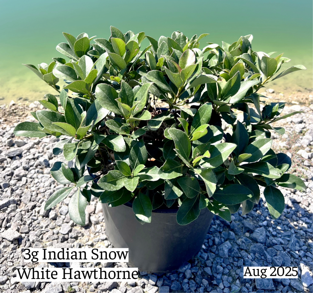 rhaphiolepis-indica-snow-white-indian-hawthorn