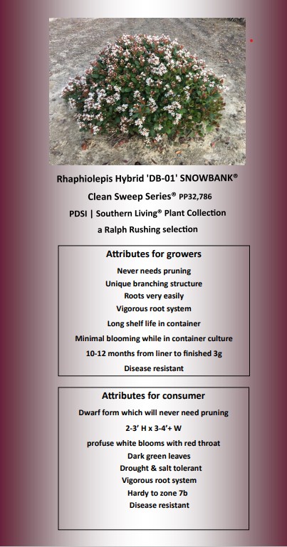 rhaphiolepis-indica-snowbank-indian-hawthorn