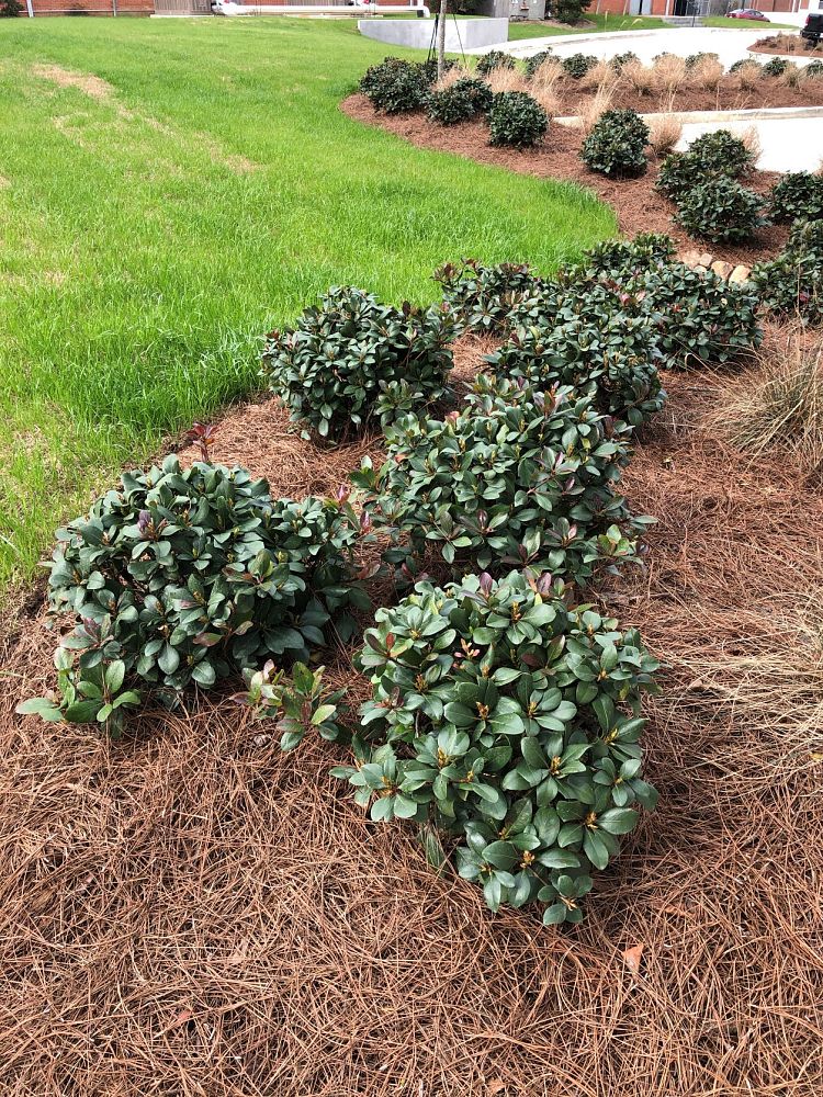 rhaphiolepis-indica-snowbank-indian-hawthorn