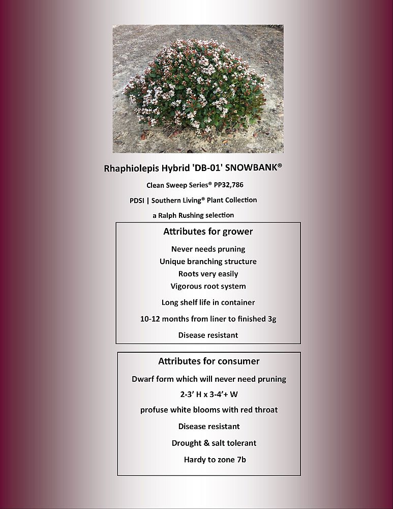 rhaphiolepis-indica-snowbank-indian-hawthorn