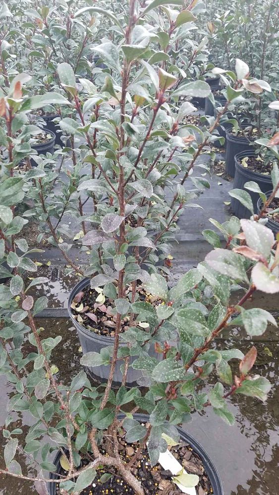 rhaphiolepis-indica-spg-3-003-redbird-trade-indian-hawthorn