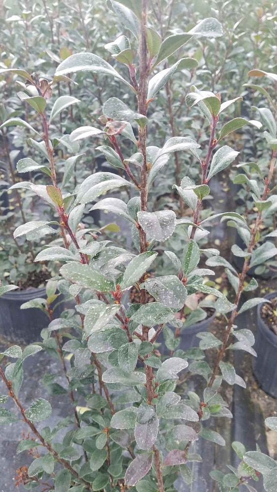 rhaphiolepis-indica-spg-3-003-redbird-trade-indian-hawthorn