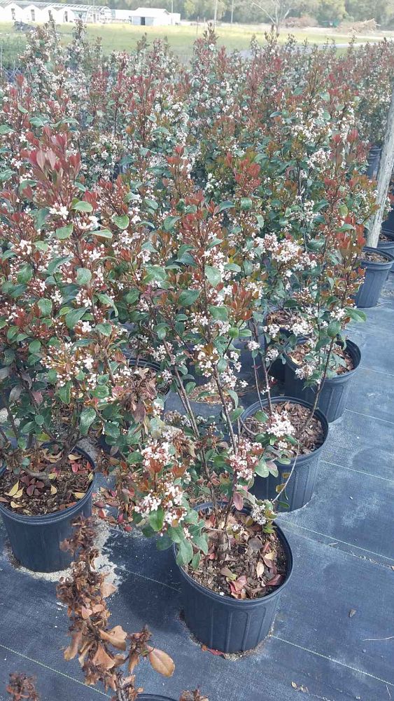rhaphiolepis-indica-spg-3-003-redbird-trade-indian-hawthorn