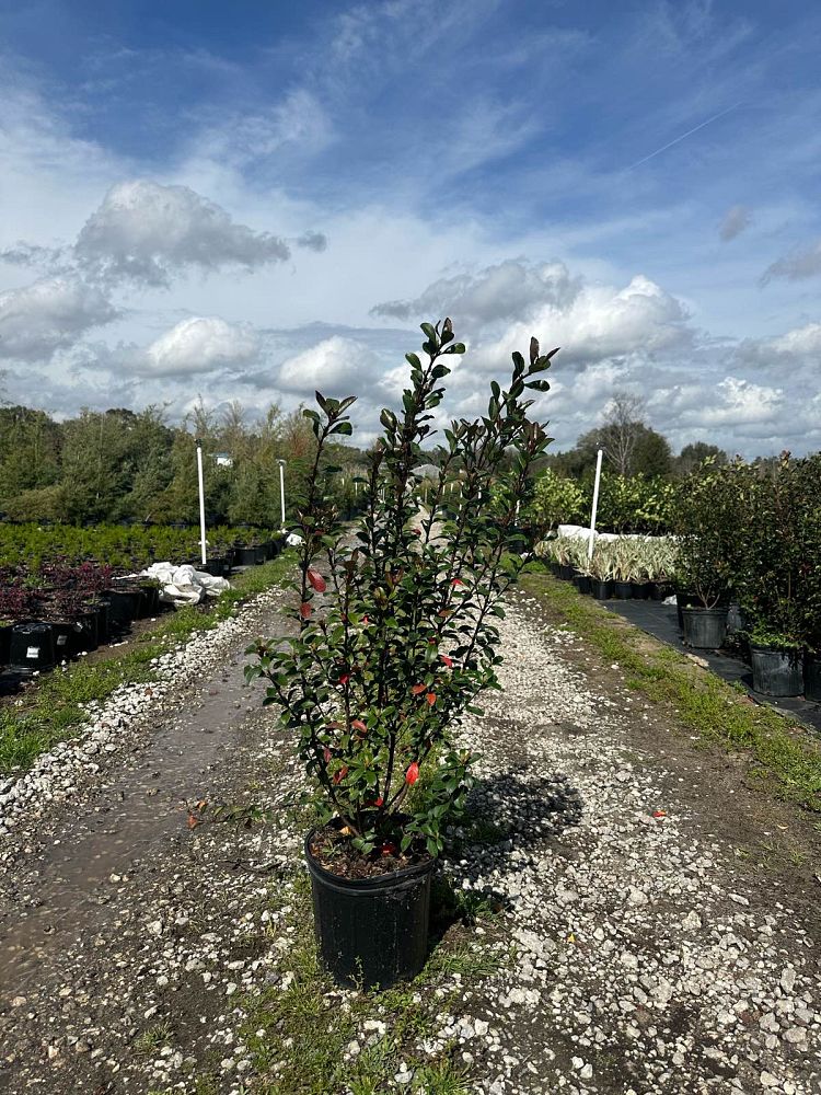 rhaphiolepis-indica-spg-3-003-redbird-trade-indian-hawthorn