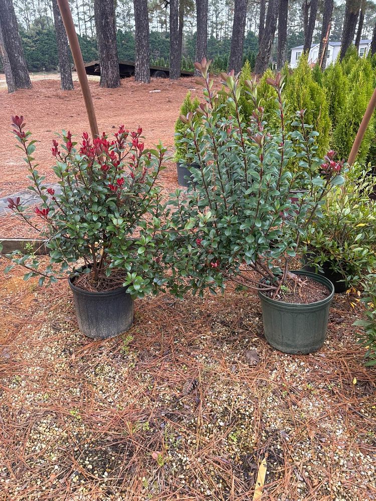 rhaphiolepis-indica-spg-3-003-redbird-trade-indian-hawthorn