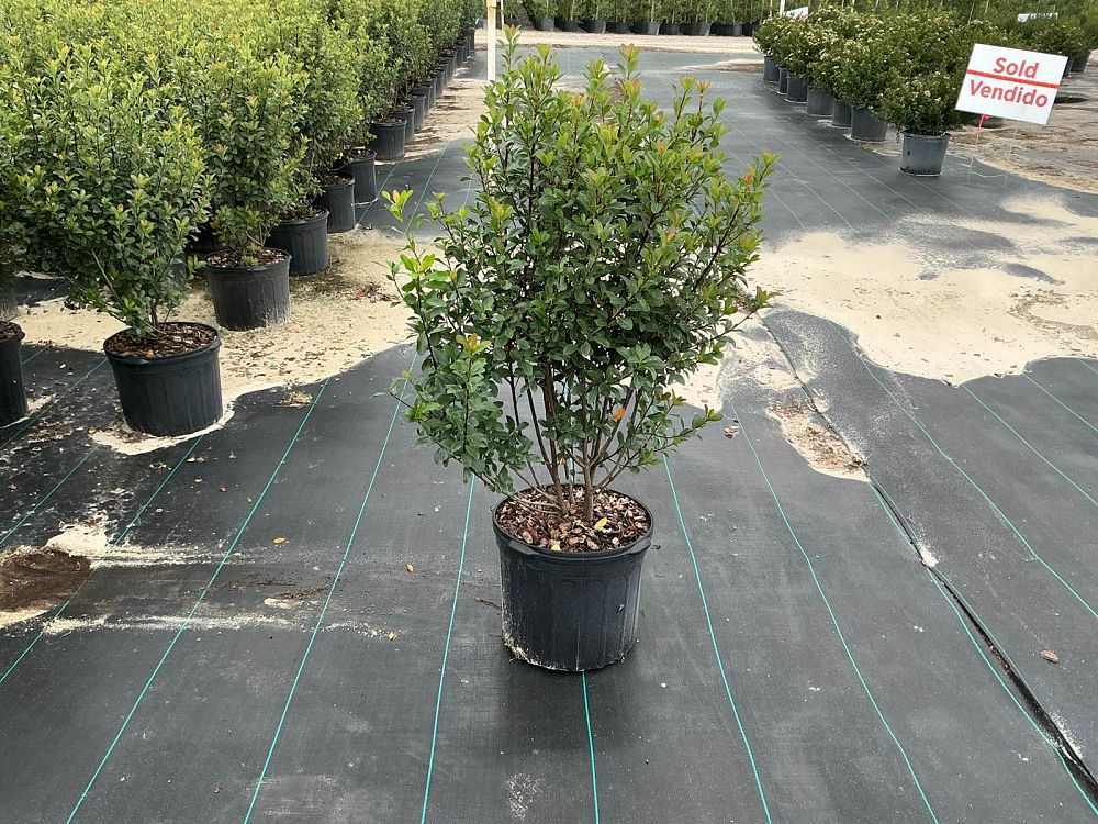 rhaphiolepis-indica-spg-3-003-redbird-trade-indian-hawthorn
