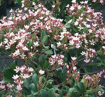 rhaphiolepis-umbellata-conor-indian-hawthorn-eleanor-tabor