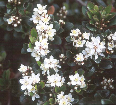 rhaphiolepis-umbellata-minor-indian-hawthorn