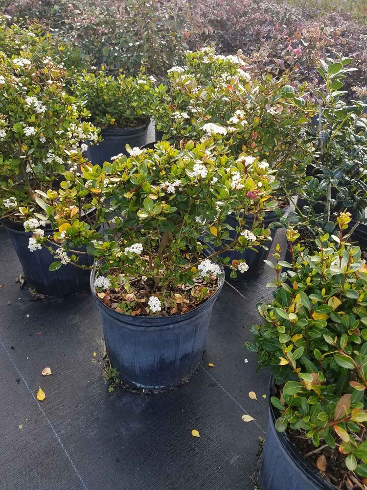 rhaphiolepis-umbellata-yedda-hawthorne-yeddo-hawthorn-indian-hawthorn