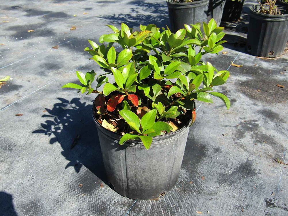 rhaphiolepis-umbellata-yedda-hawthorne-yeddo-hawthorn-indian-hawthorn