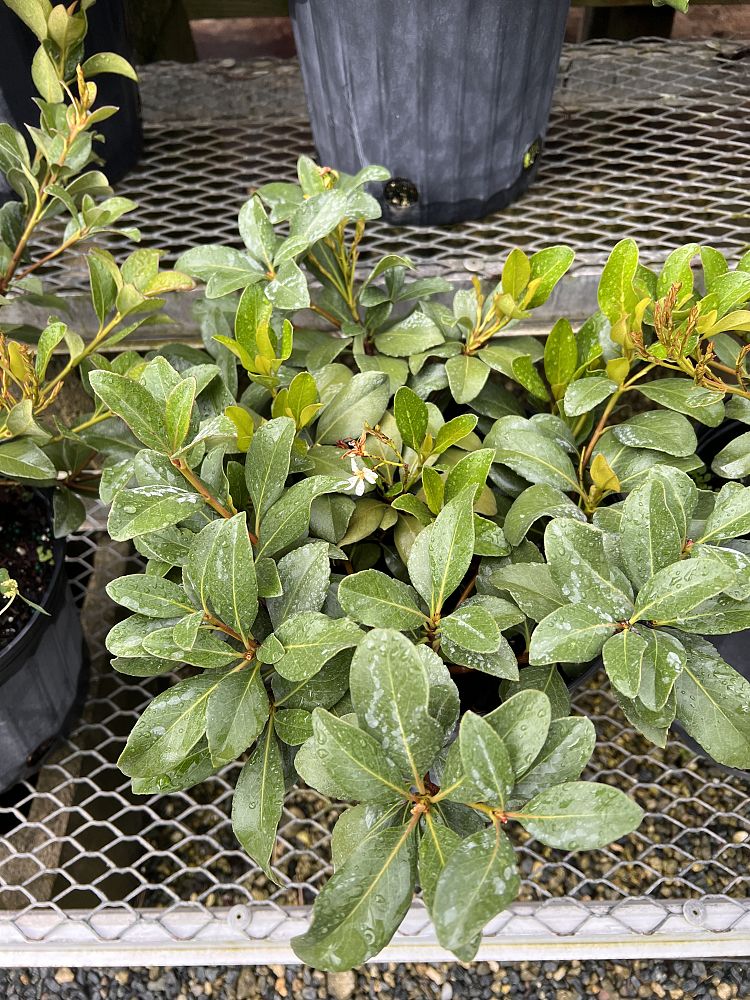 rhaphiolepis-umbellata-yedda-hawthorne-yeddo-hawthorn-indian-hawthorn