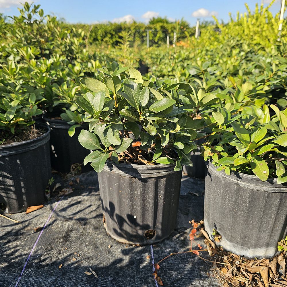 rhaphiolepis-umbellata-yedda-hawthorne-yeddo-hawthorn-indian-hawthorn