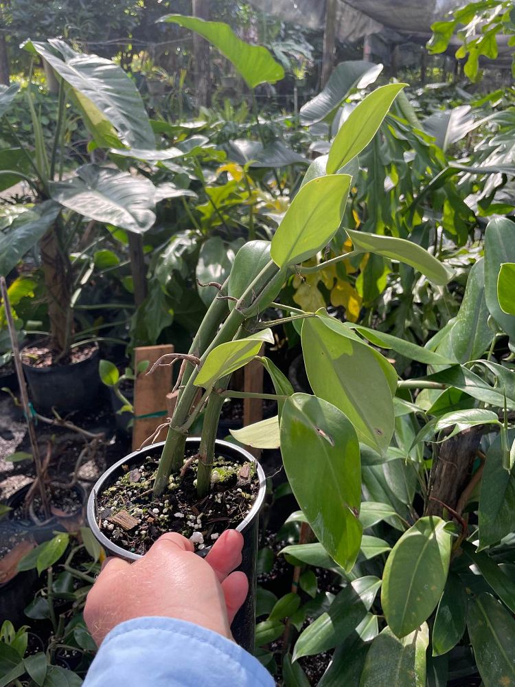 rhapidophora-hongkongensis