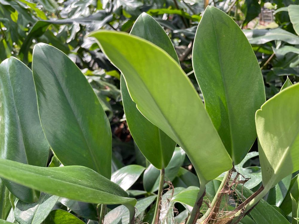 rhapidophora-hongkongensis
