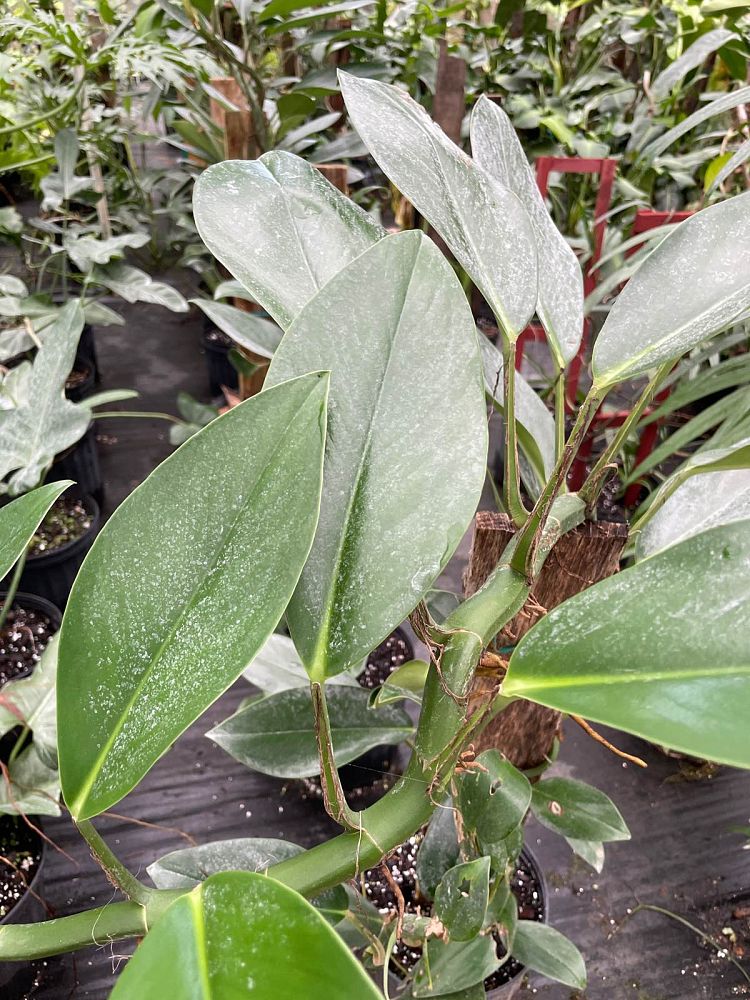 rhapidophora-hongkongensis